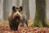 Wild Boar - Wild zwijn