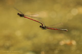 Vuurjuffer - Red damselfly