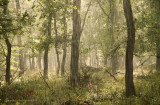 Regen en zon in een eikenbos - Rain and sunshine at an oak forest
