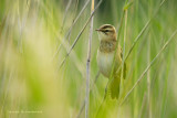 Rietzanger - Sedge Warbler