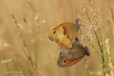 Bruin zandoogje - Meadow Brown