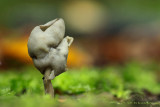 Zwarte Kluifzwam - Helvella lacunosa