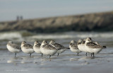 Drieteenstrandloper - Sanderling