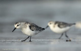 Drieteenstrandloper - Sanderling