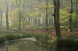 Bosven, vroege herfst - Forest fen, early autumn 1