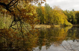 Pond in a forest - Vijver in een bos