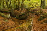 Sprengen, herfst - Brooks at autumn