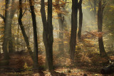 Beech forest, autumn - Beukenbos, herfst