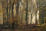 Beech forest, autumn - Beukenbos, herfst