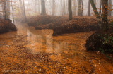 Mistig sprengenbos - Red brook, fog