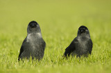 Kauw - Jackdaw