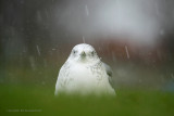 Stormmeeuw - Common Gull