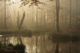 Bosven, herfst - Forest fen, autumn 1