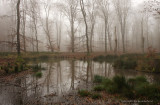 Bosven, mist - Forest fen, fog