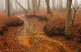 Mistig sprengenbos - Red brook, fog