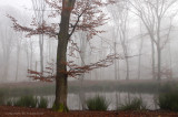 Bosven, mist - Forest fen, fog