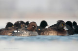 Brilduiker, Kuifeend - Common Goldeneye, Tufted Duck