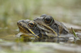 Bruine kikker - Common brown frog