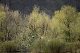 Lentegroene wilgen - Willows at spring