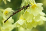 Vuurjuffer - Red damselfly