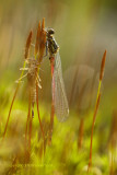 Vuurjuffer - Red damselfly
