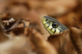 Ringslang - Grass snake 1