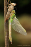 Emperor Dragonfly - Grote Keizerlibel