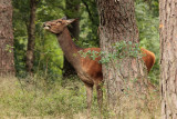 Edelhert - Red Deer