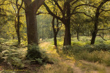 Eikenbos met adelaarsvaren - Oak forest with Bracken fern