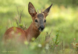 Ree - Roe Deer