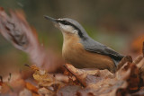 Nuthatch - Boomklever