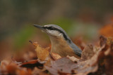 Nuthatch - Boomklever