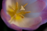 Day 060 <br> Tulips