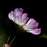 Day 184 <br/> Cosmos #2