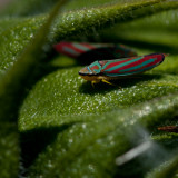 Day 190 <br/> Bug