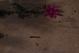 Day 196 <br/> Catastrophe