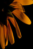Day 252 <br/> Sunflower