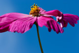 Cosmos... 