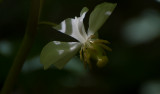May Apple