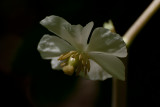 May Apple