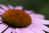 Echinacea