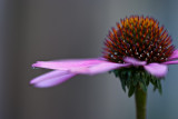 Echinacea