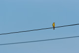 Like a bird...