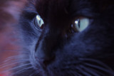 Pussycat Eyes