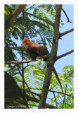 Piaye cureuil - Squirrel Cuckoo