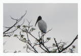 Tantale dAmrique - Wood Stork