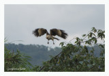 Caracara  tte jaune - Yellow-headed Caracara