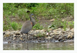 Onor du Mexique - Bare-throated Tiger Heron