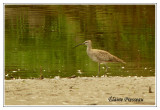 Courlis corlieu - Whimbrel