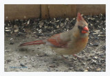 Cardinal rouge - Northern Cardinal - Cardinalis cardinalis (Laval Qubec)